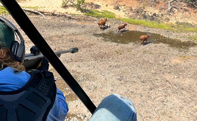 Karumba Aerial Feral Animal Control